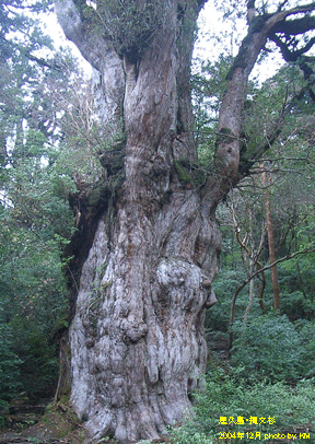 屋久島の縄文杉
