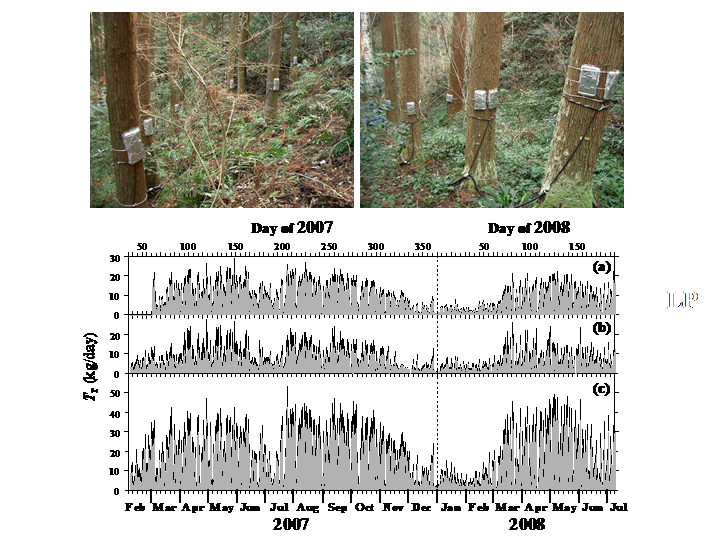 Photographs of the experiment setup for measurements of water use by individual trees