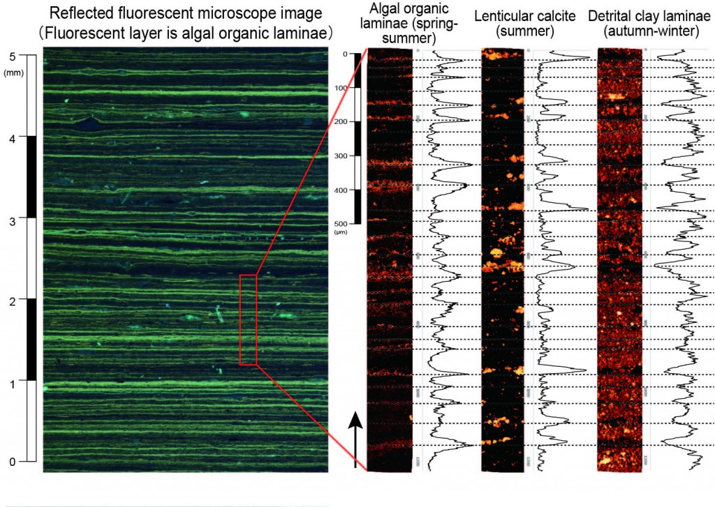 蛍光顕微鏡画像&SEM-EDX季節変動