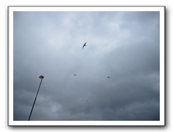 IMG_0524