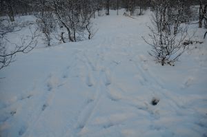 DSC_5796
