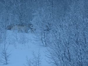 IMG_1929