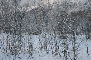 DSC_5726