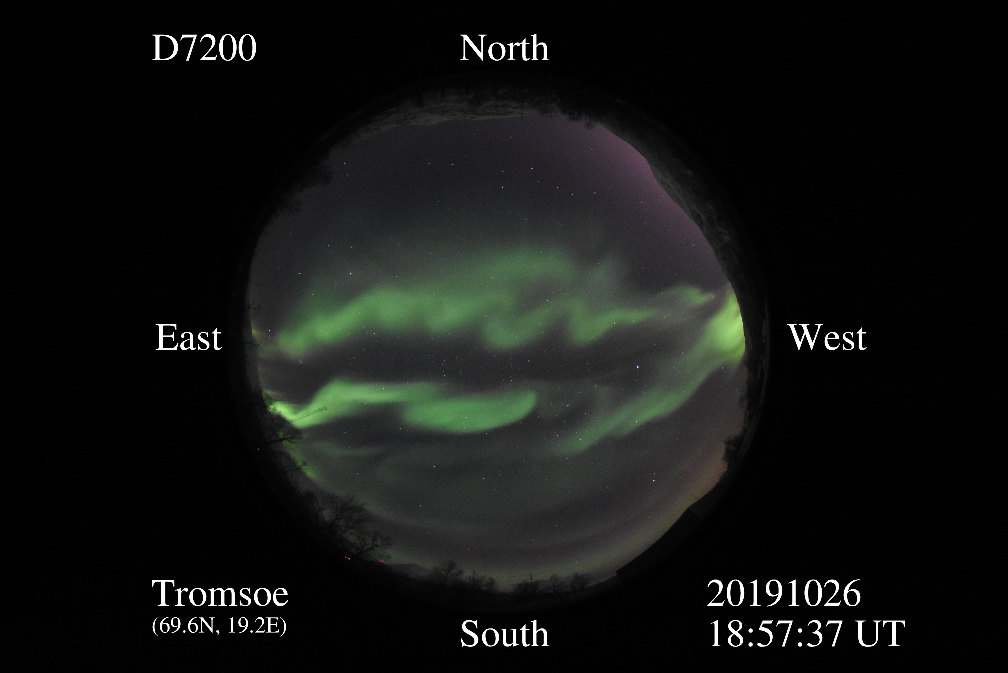 D7200_20191026185737_green_snaky.jpg